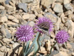 Image of Allium carolinianum Redouté