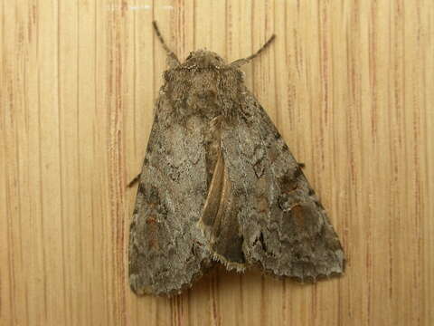 Image of Pale shining brown moth