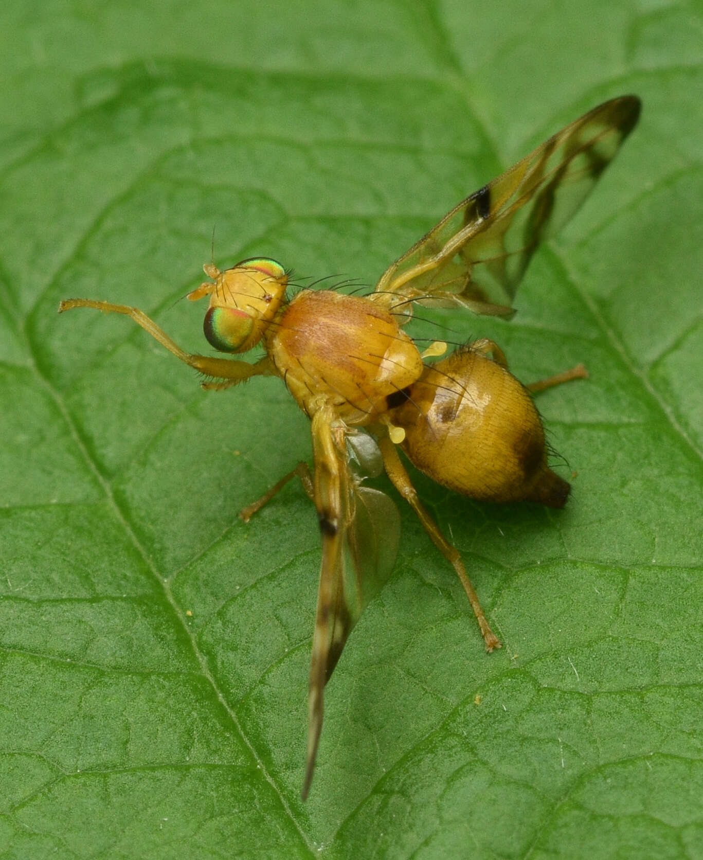 Image de Myoleja lucida (Fallen 1826)