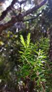 Image of Epacris pauciflora var. sinclairii (Hook. fil.) Cheesem.