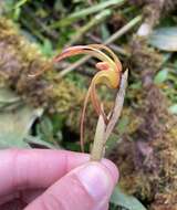 Image of Maxillaria pachyacron Schltr.