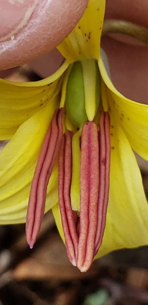 Image of dogtooth violet