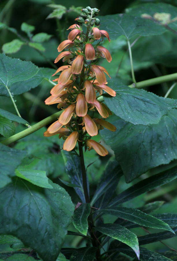 Imagem de Digitalis canariensis L.