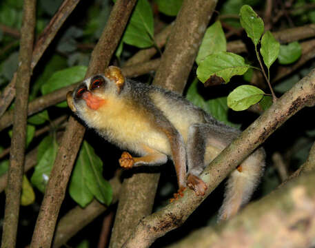 Image of slender loris