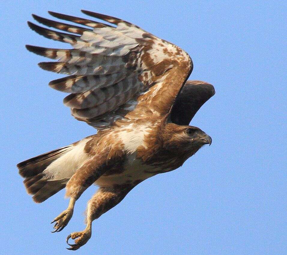 Image of Madagascan Buzzard