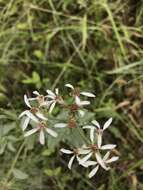 Image of toothed whitetop aster