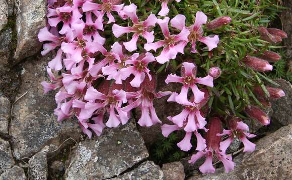 Image of Saponaria pumila Janchen