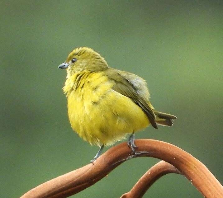 Imagem de Euphonia saturata (Cabanis 1861)