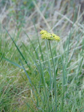 Image of leafy wildparsley