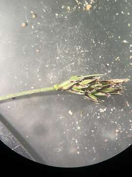 Image of black edge sedge