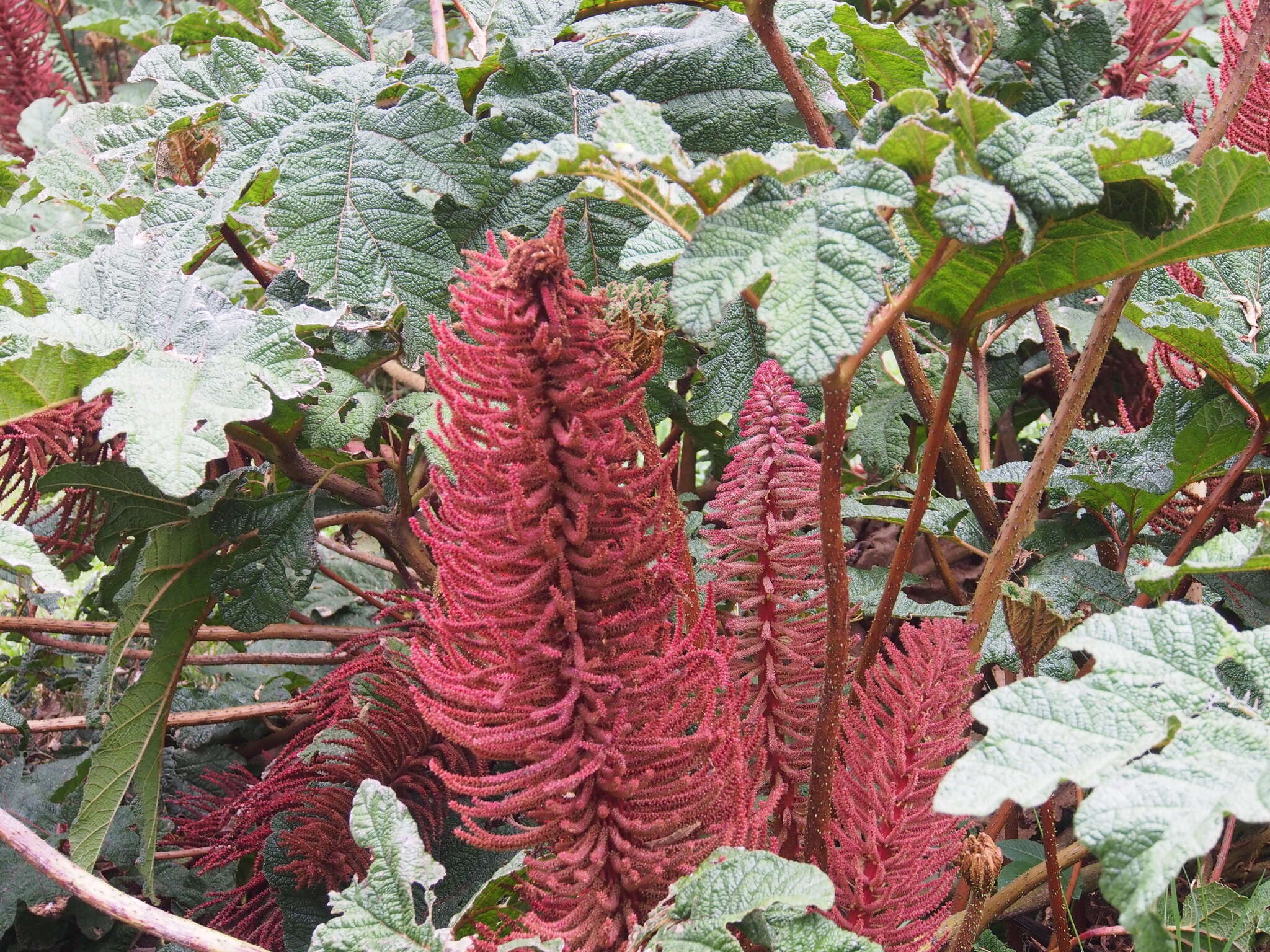 Image of Gunnera talamancana H. Weber & Mora