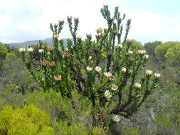 Image of Bot River protea