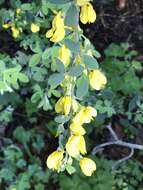 Слика од Cytisus villosus Pourr.