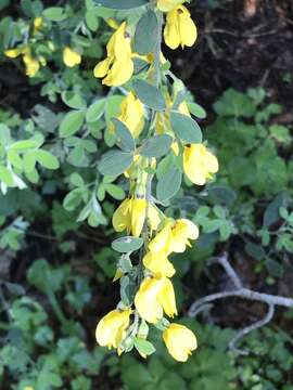 Image of Cytisus villosus Pourr.