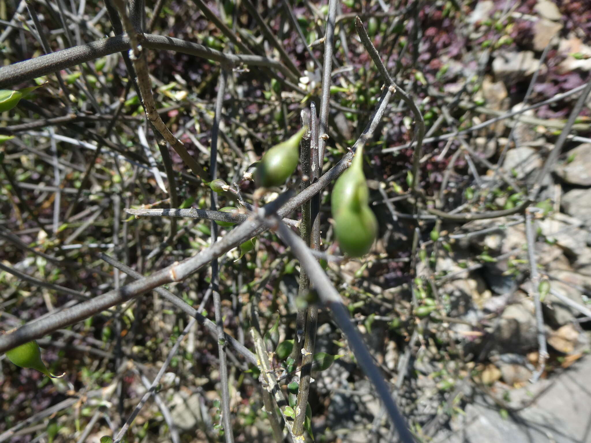 Image of Carmichaelia kirkii Hook.