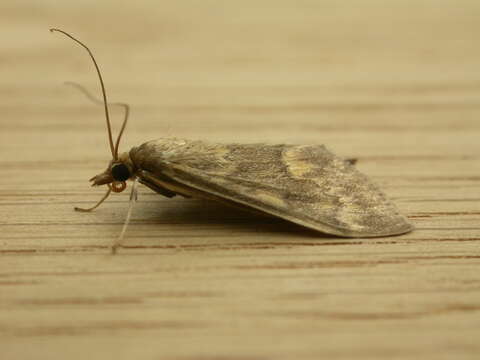 Image of European Corn Borer