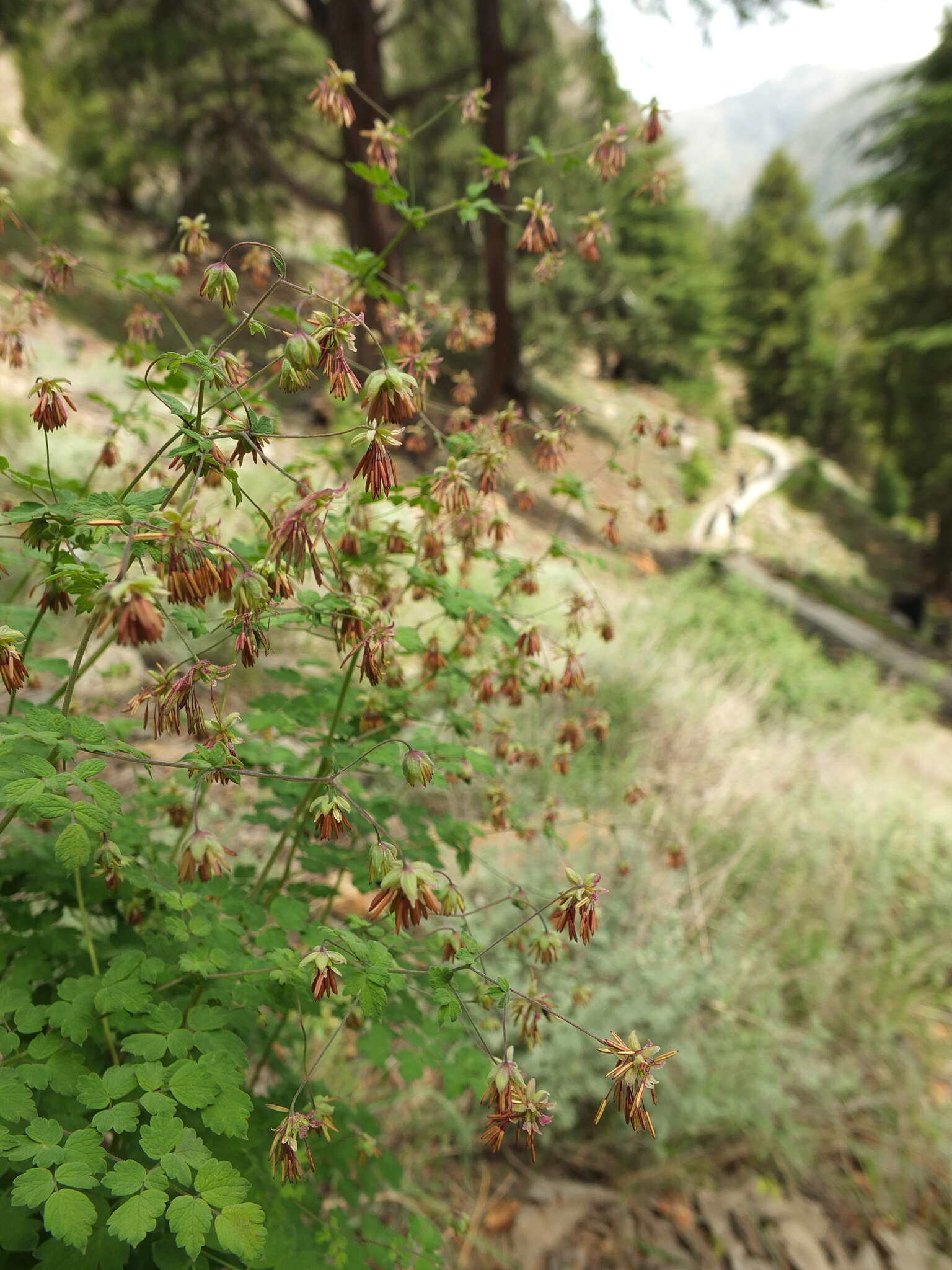 Image of Thalictrum cultratum Wall.