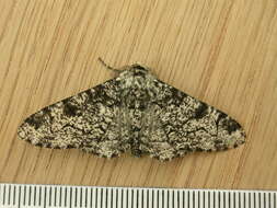 Image of peppered moth