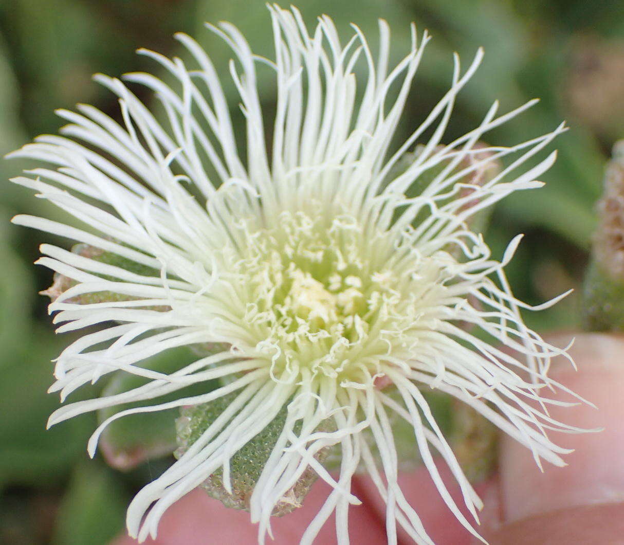 Image of Mesembryanthemum guerichianum Pax