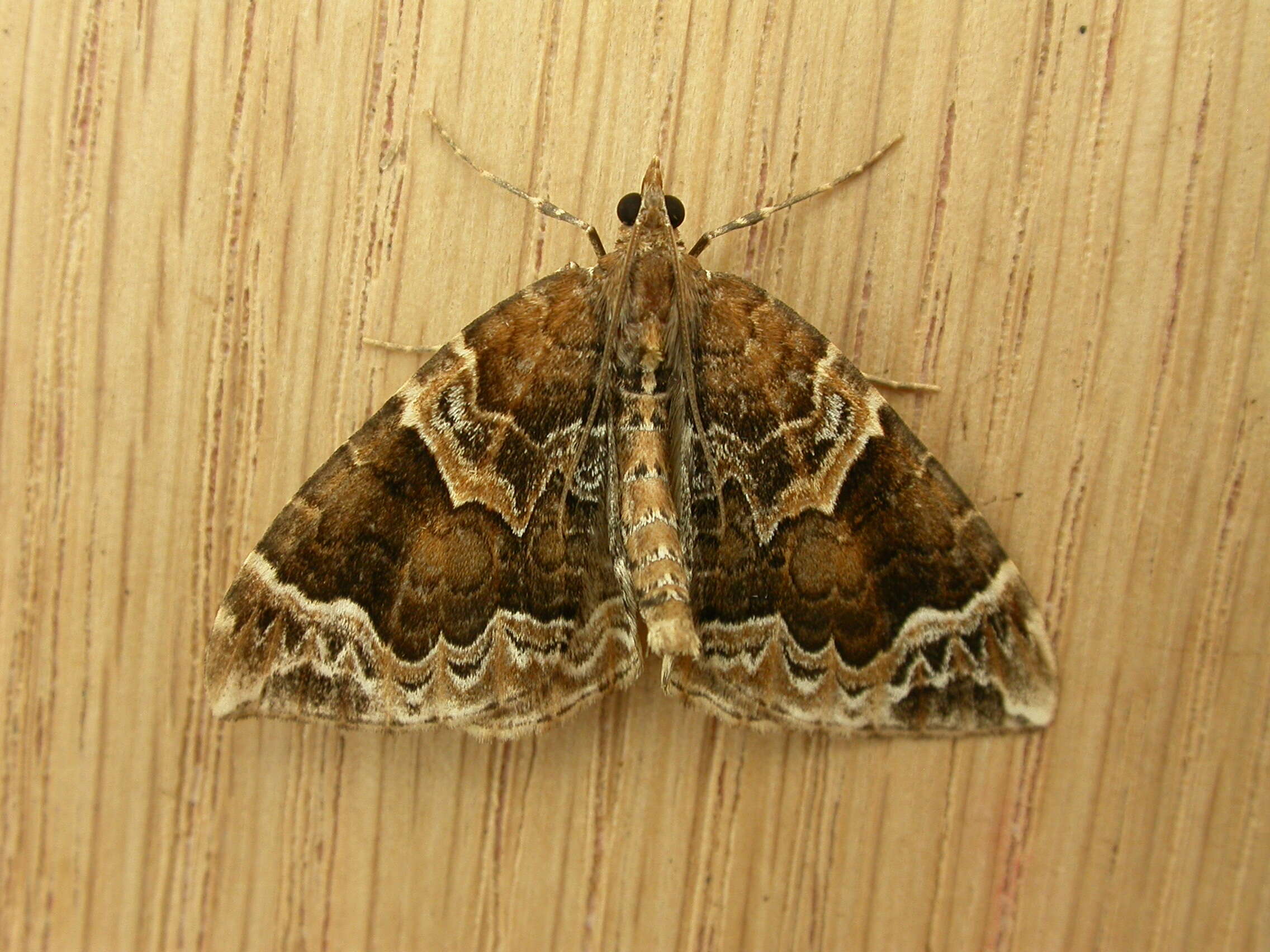 Eulithis prunata Linnaeus 1758 resmi