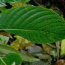 Image of Rhynchoglossum azureum (Schltdl.) B. L. Burtt