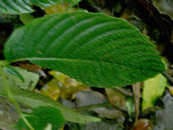 Image de Rhynchoglossum azureum (Schltdl.) B. L. Burtt