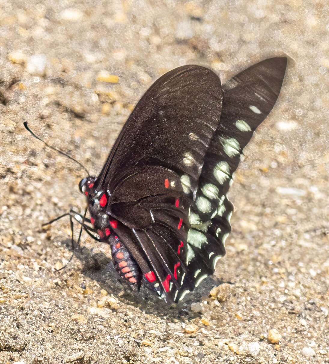 Mimoides phaon (Boisduval 1836)的圖片