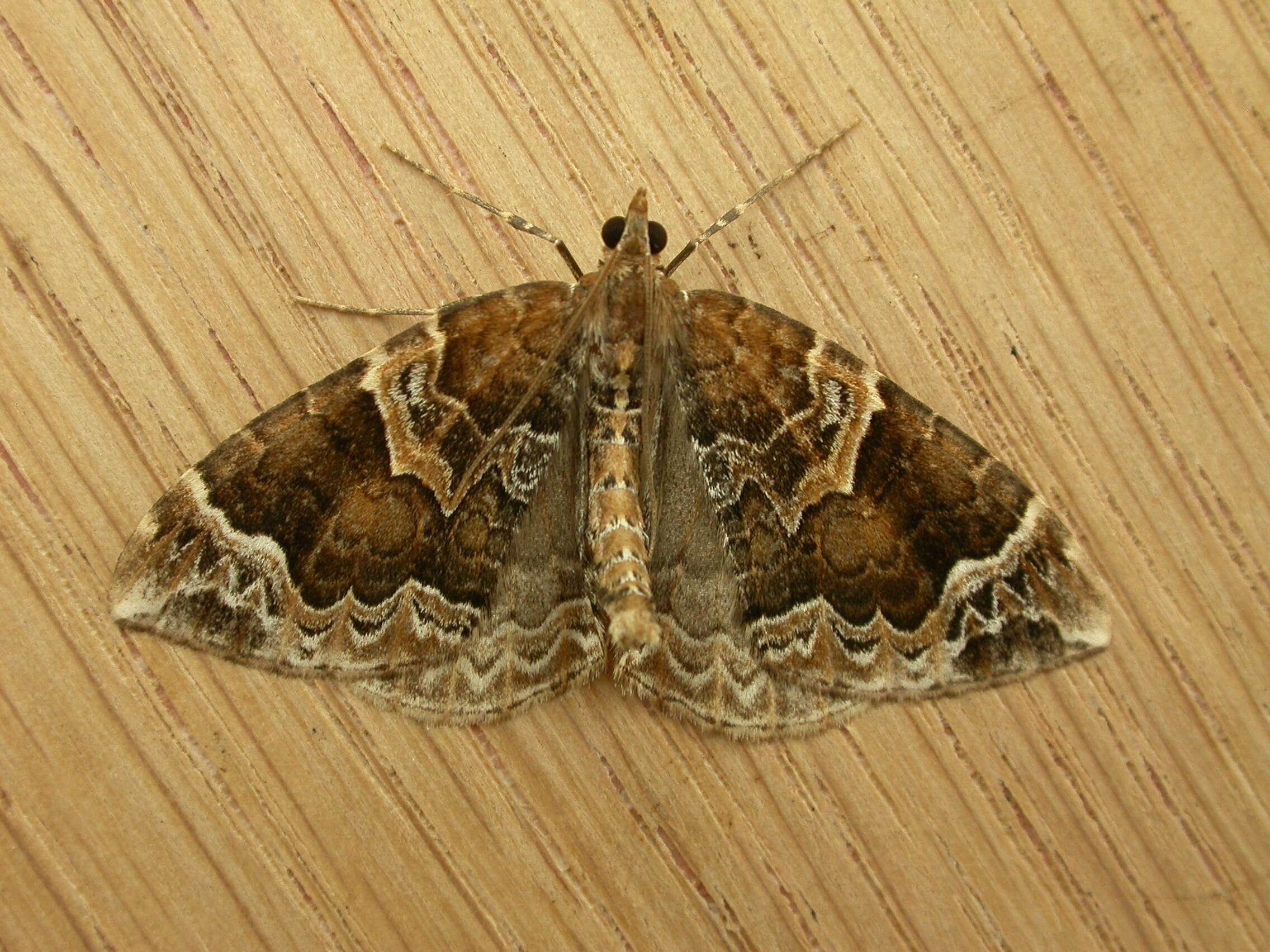 Eulithis prunata Linnaeus 1758 resmi