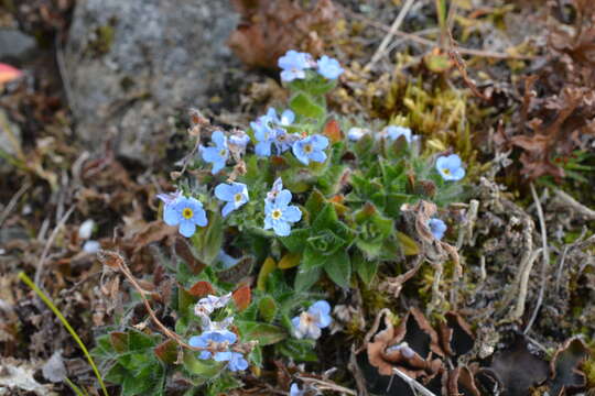 Image de Eritrichium villosum subsp. pulvinatum V. V. Petrovskii