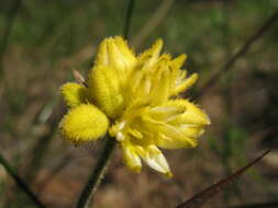 Image of Conostylis aculeata subsp. aculeata