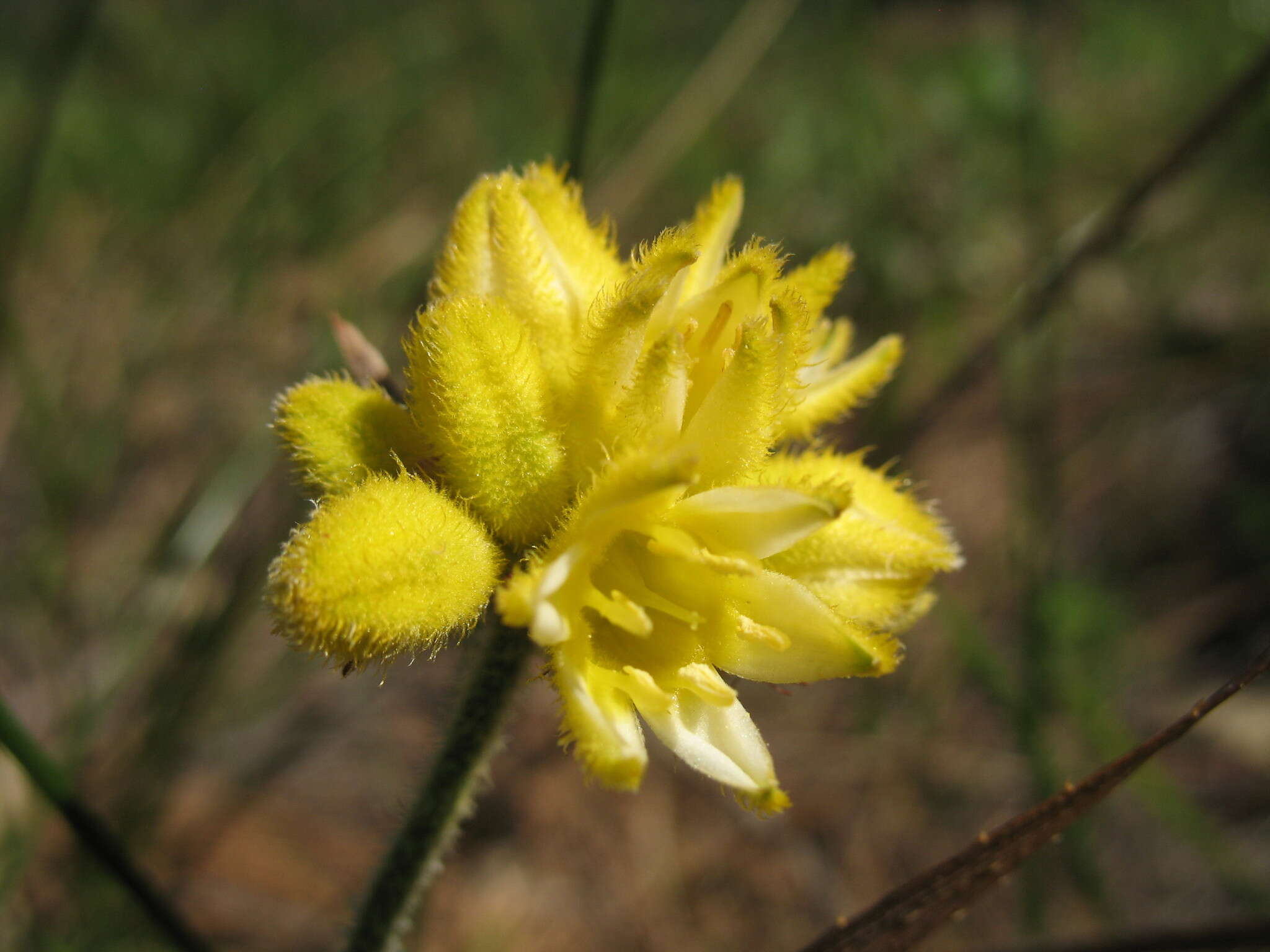 Image of Conostylis aculeata subsp. aculeata