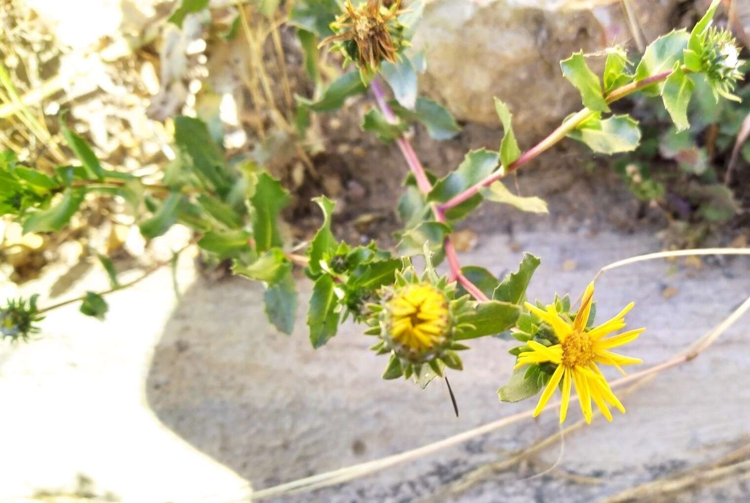 Image of Grindelia tarapacana Phil.