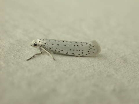 Image of Bird-cherry Ermine