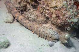 Image of tiger tail sea cocumber