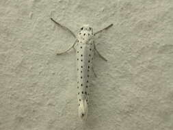 Image of Bird-cherry Ermine