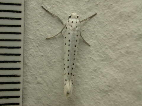 Image of Bird-cherry Ermine