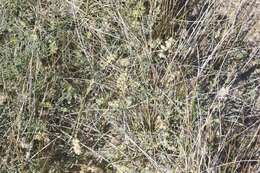 Image of northern freckled milkvetch