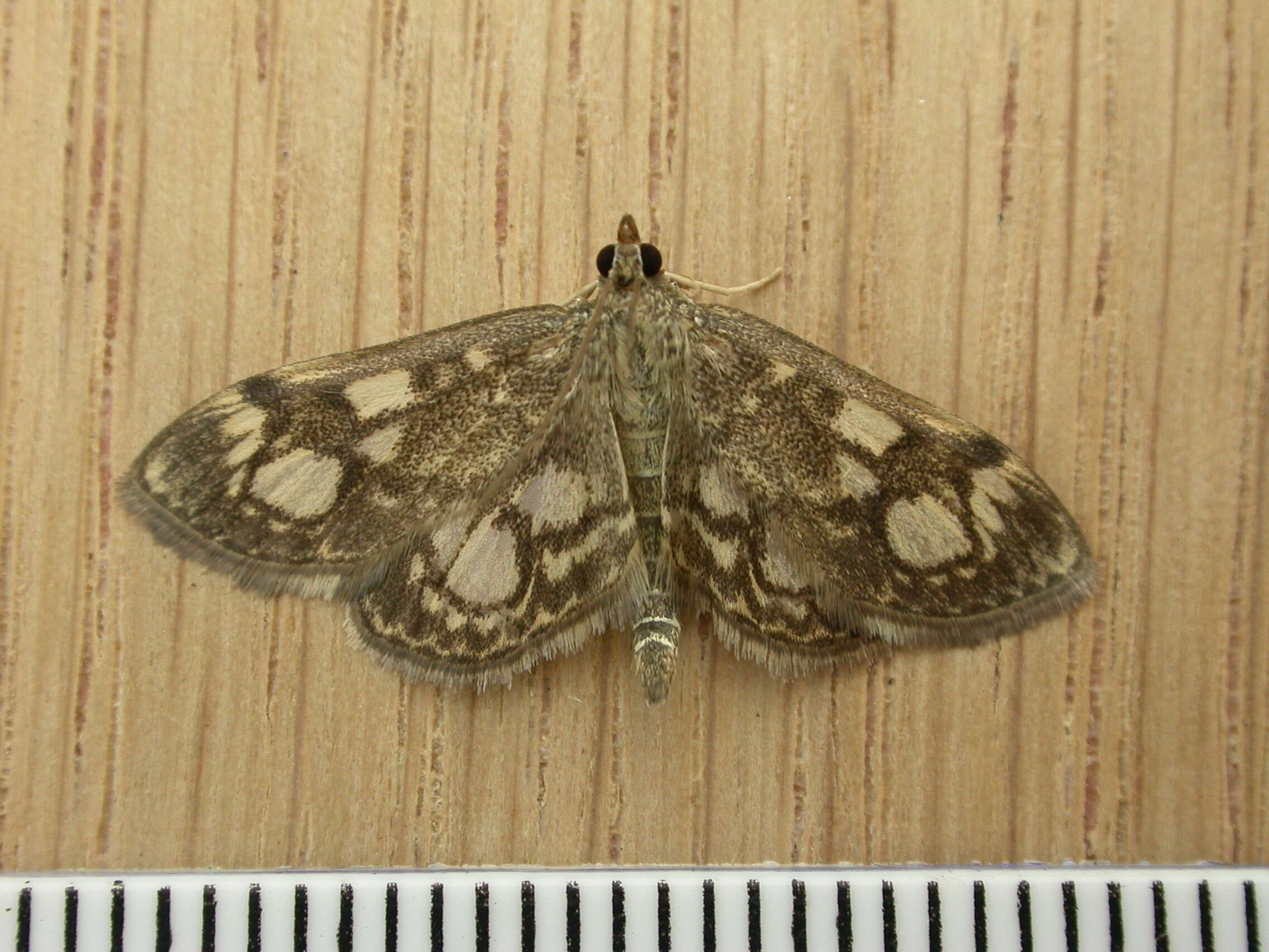 Слика од Anania coronata