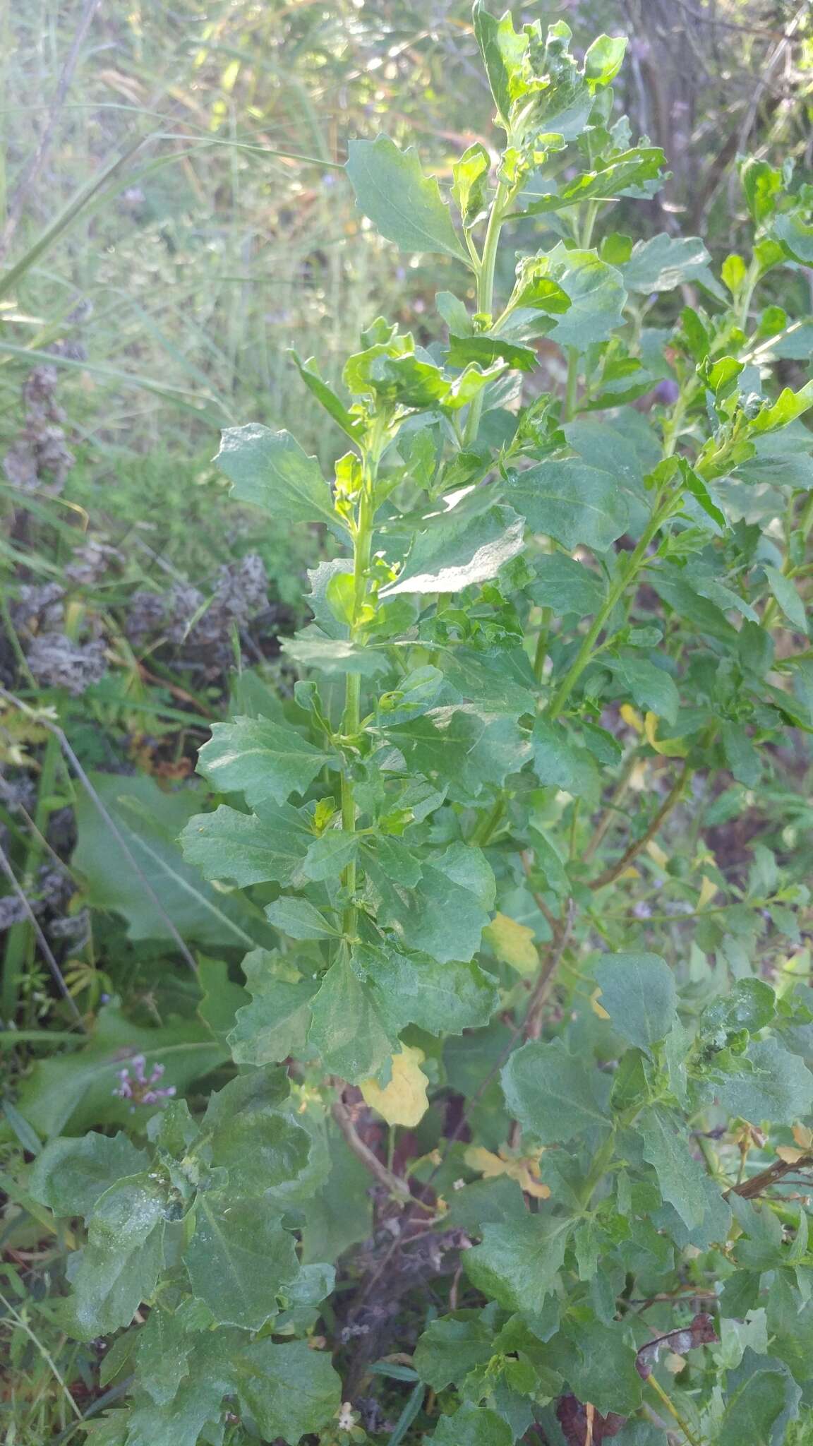 Imagem de Baccharis pilularis subsp. consanguinea (DC.) C. B. Wolf