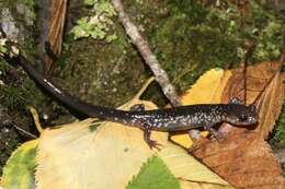 Image of White-spotted Salamander