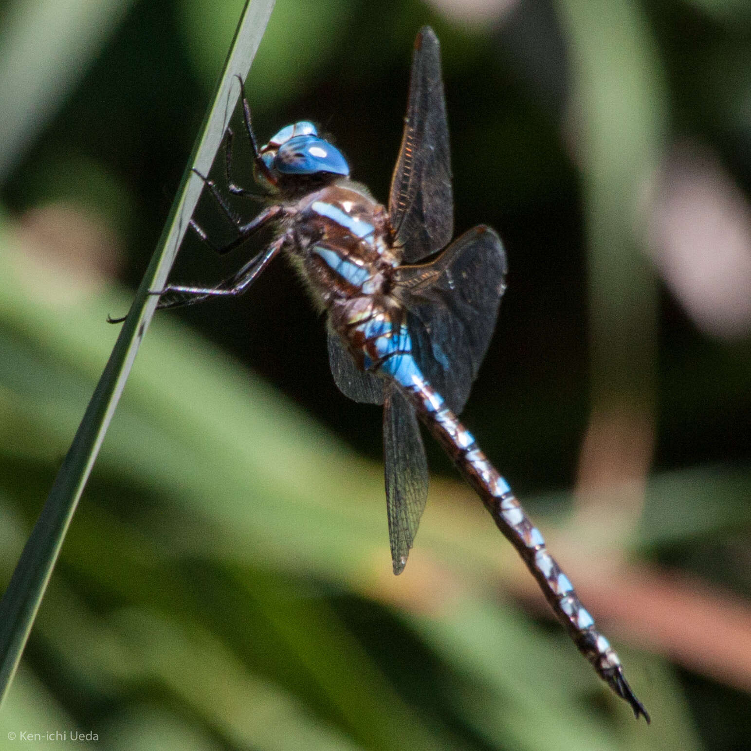 Image of Blue-eyed Darner