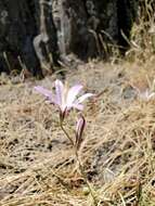 Sivun Brodiaea sierrae R. E. Preston kuva