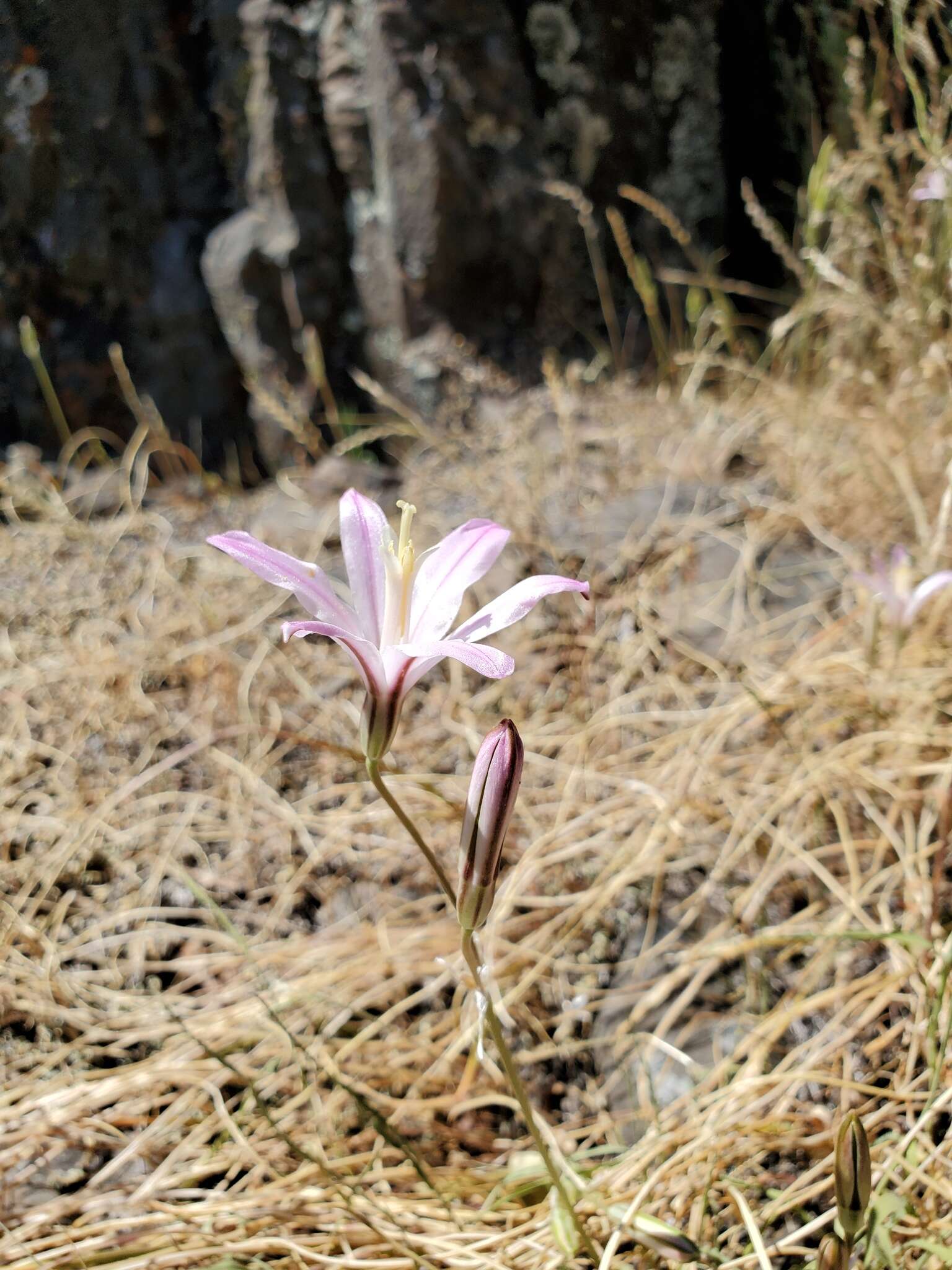 Image of Brodiaea sierrae R. E. Preston