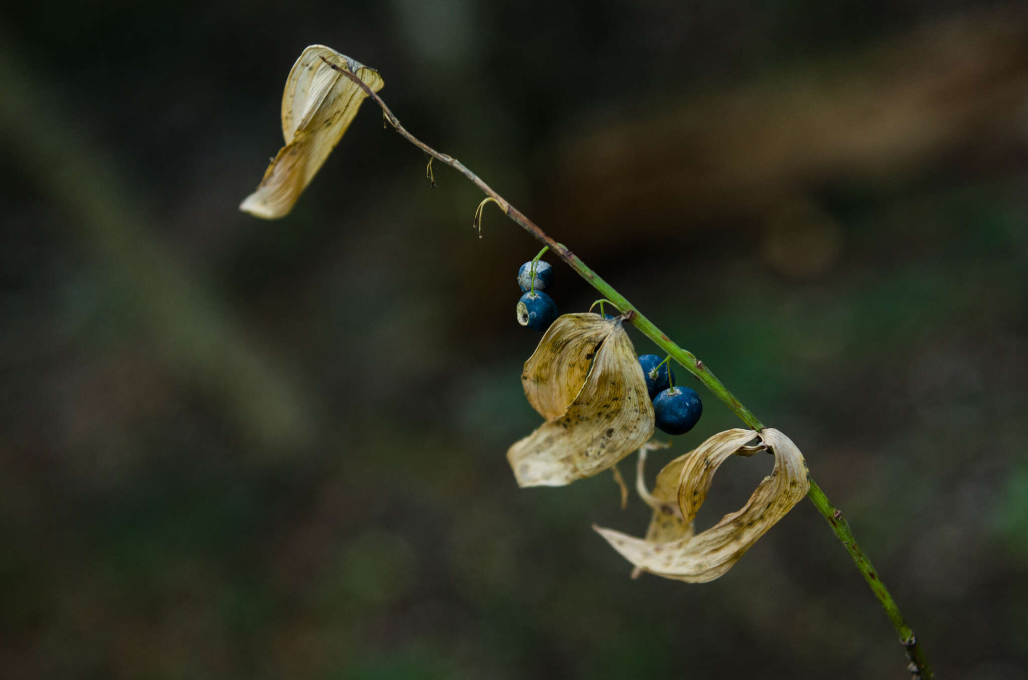 Image of Polygonatum orientale Desf.