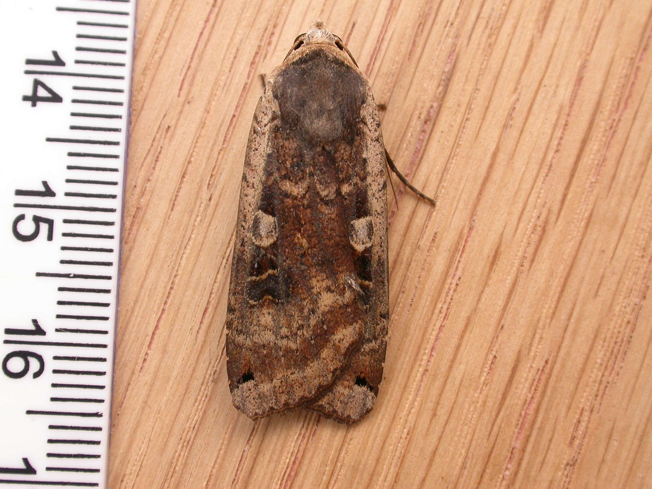 Image of Large Yellow Underwing