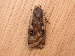 Image of Large Yellow Underwing