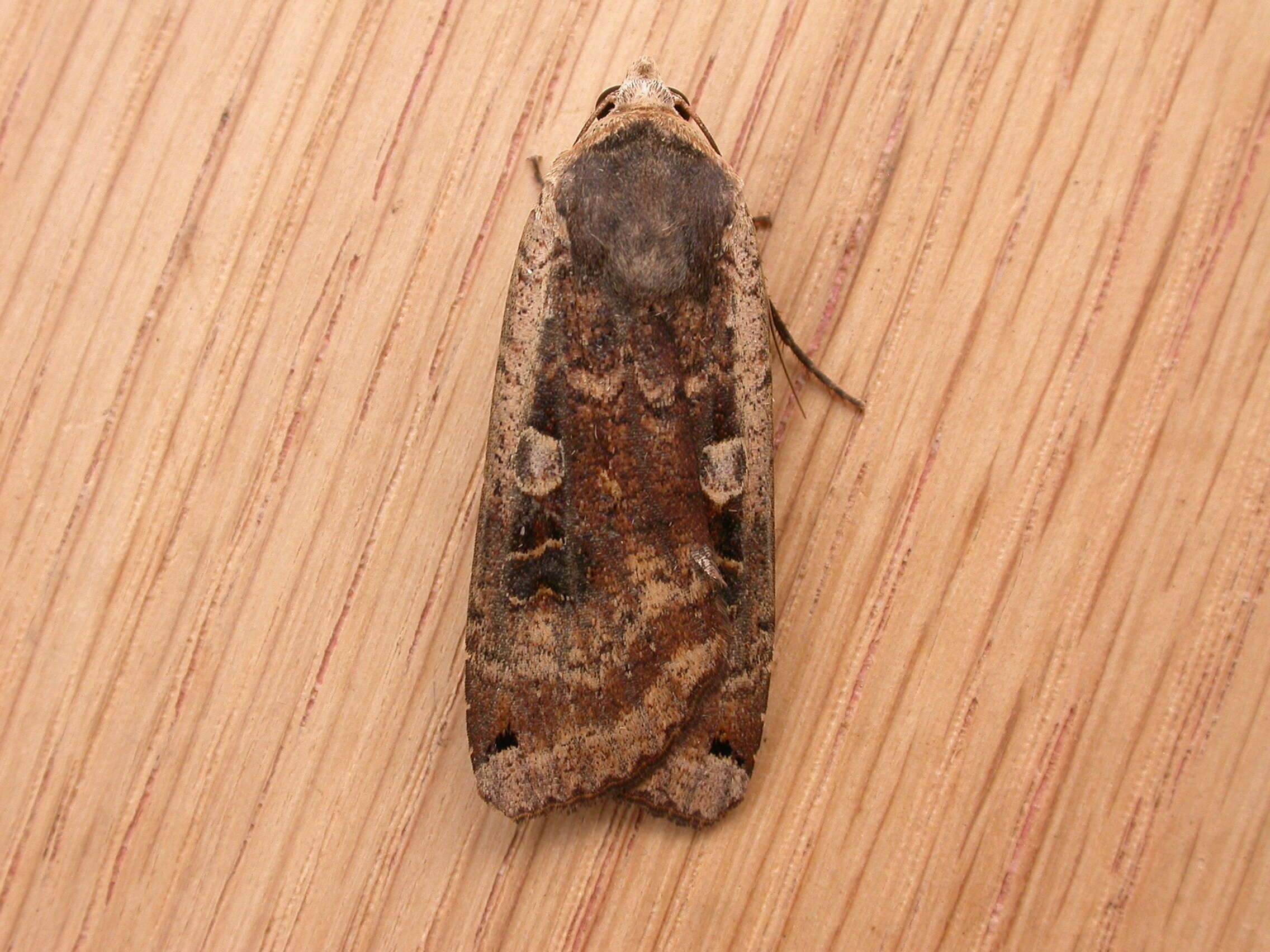 Image of Large Yellow Underwing