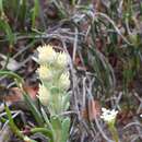 Pterochaeta paniculata Steetz resmi