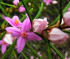 Image of Boronia splendida M. F. Duretto