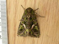 Image of orache moth